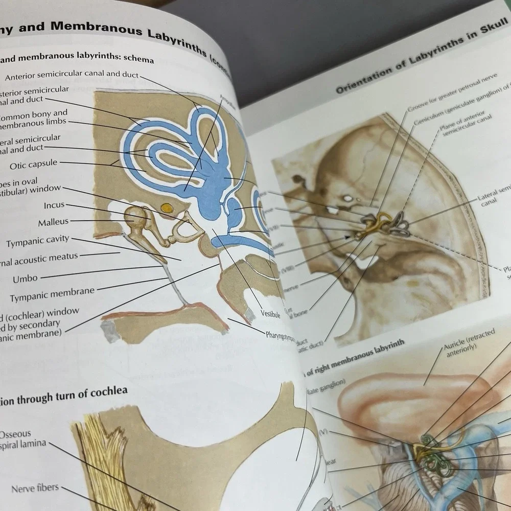 Atlas of Human Anatomy Frank H. Netter 6th Edition Softcover